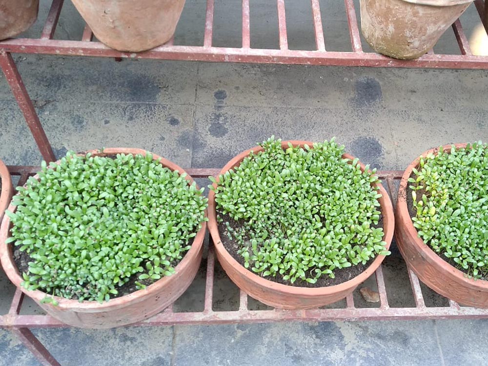 WhatsApp Image 2021-04-24 at 1.09.08 PM (1)