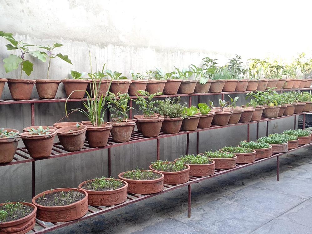 Kitchen Garden Service